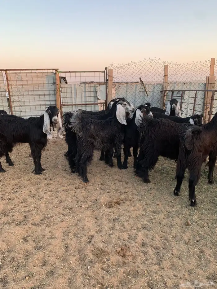 جفار للبيع 0