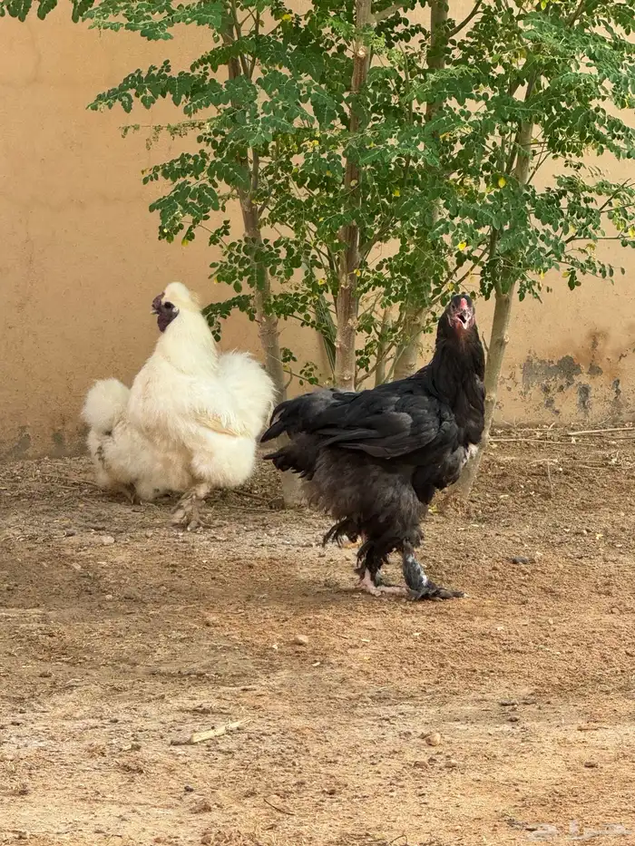 دجاج 0