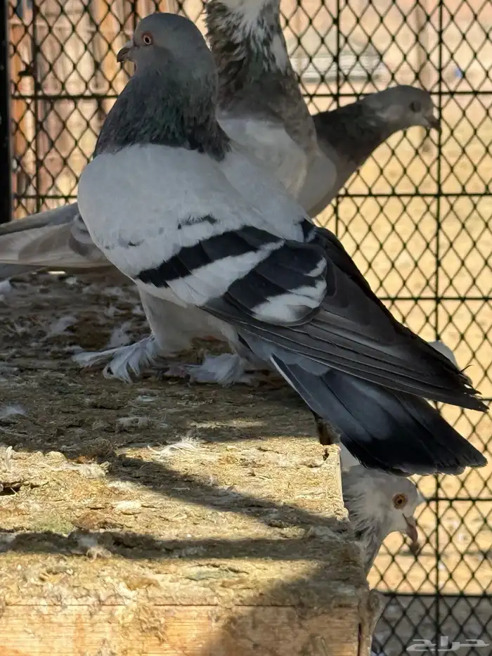 حمام تركي جميل جدا للبيع 9