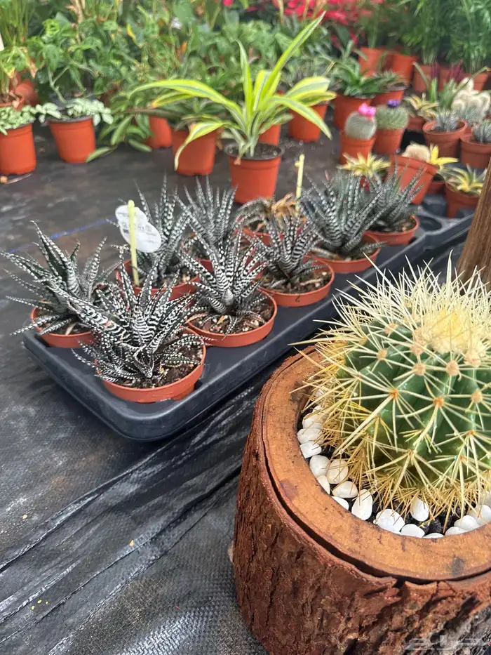 نباتات وأشجار طبيعي 7