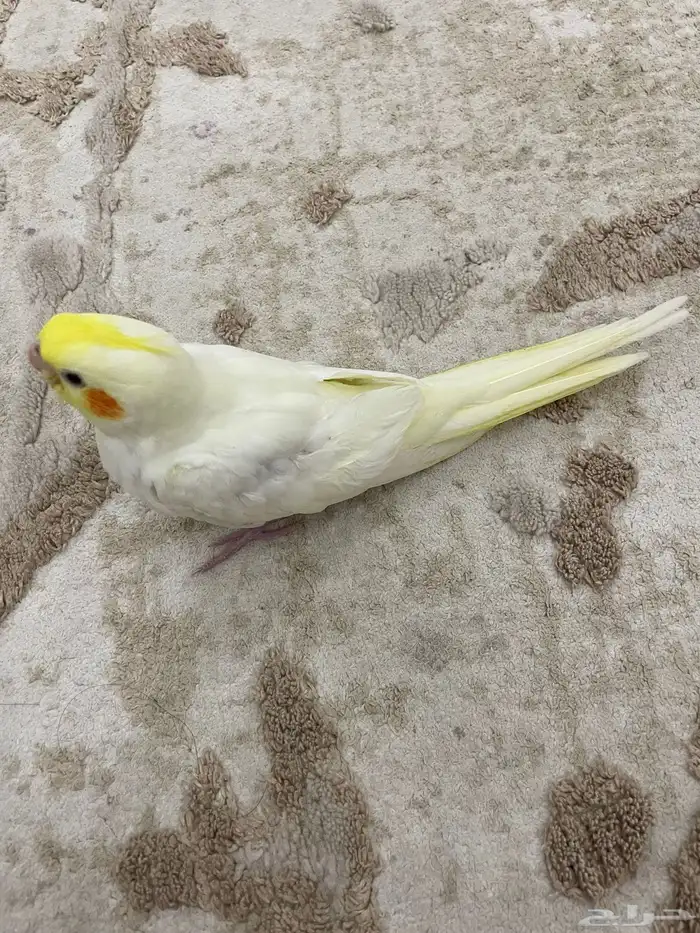 فرخ كروان اليف و هدد ( تم البيع ) 3