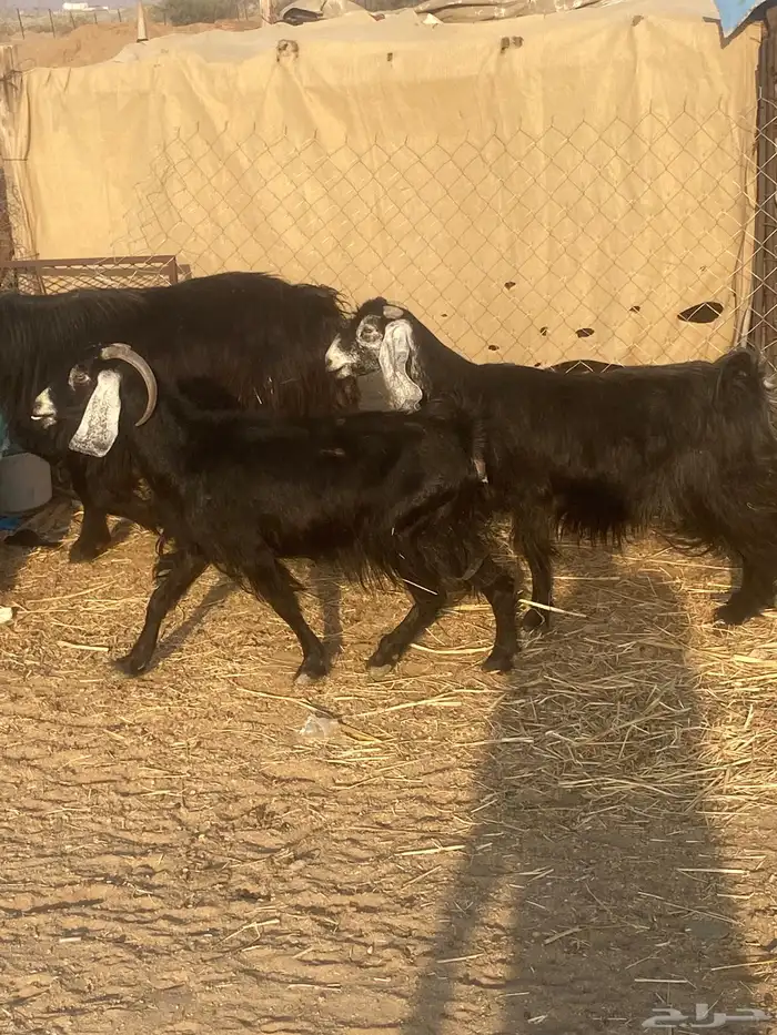 معزا عوارض 4