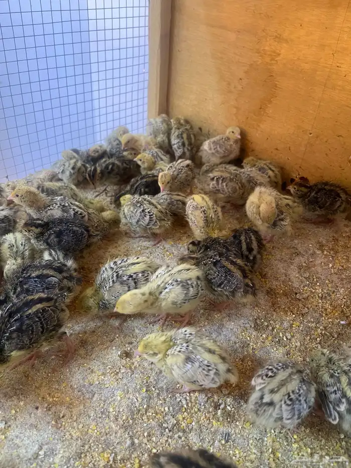 صيصان سمان 1