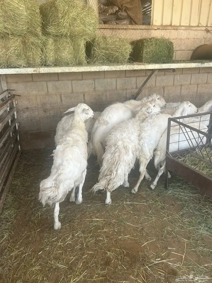 سوق غرب الرياض بن جربوع 7