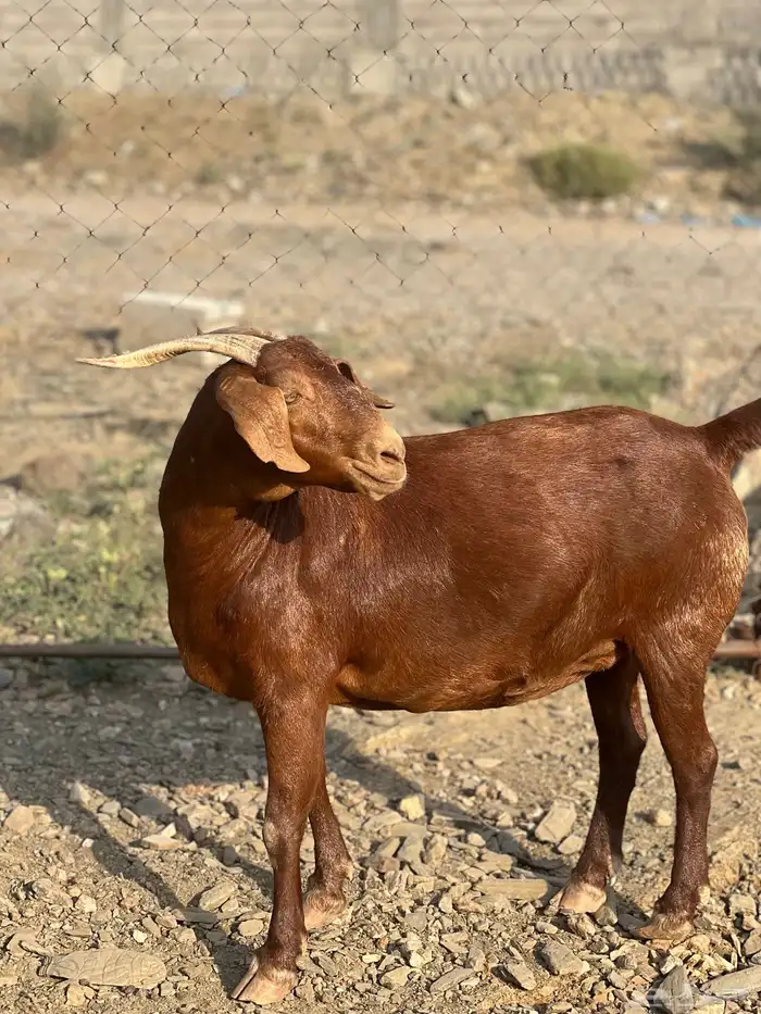عنز حايل شحم 2
