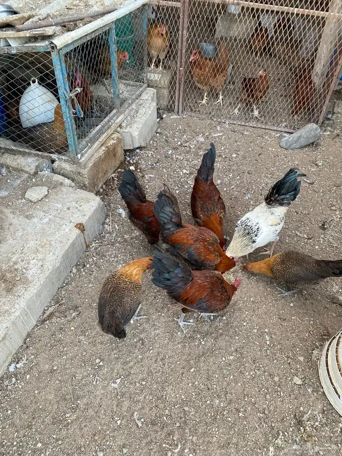 للبيع ديوك فيومي 7
