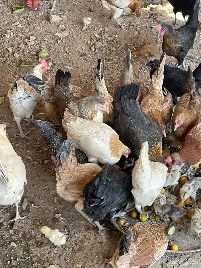 دجاج بلدي 2