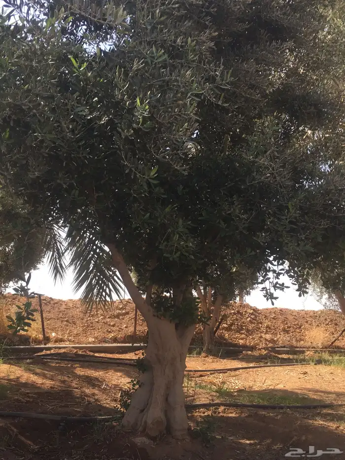 شجرزينون اشجار زيتون زيتون معمر 12