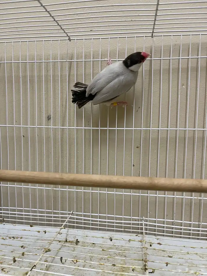 ذكر جاوا طفرة 5