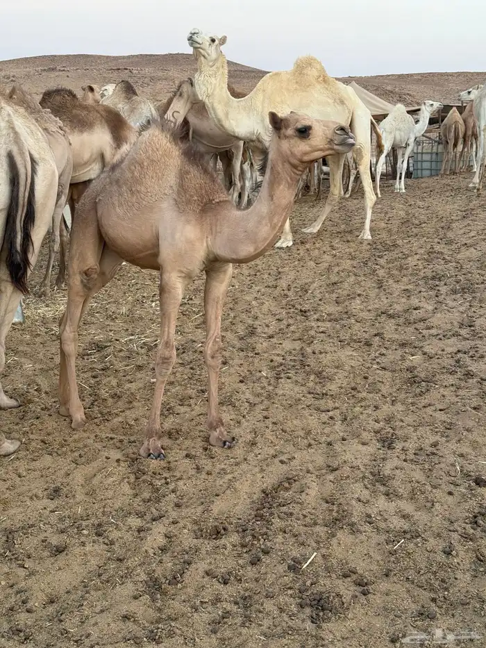 للبيع ناقه مهجنه اناقه طيبه بالحليب والبيع 25000وصوره لصامل 1