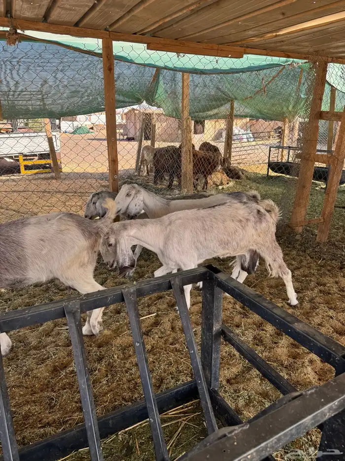 معزا مشاريك طيبه 1