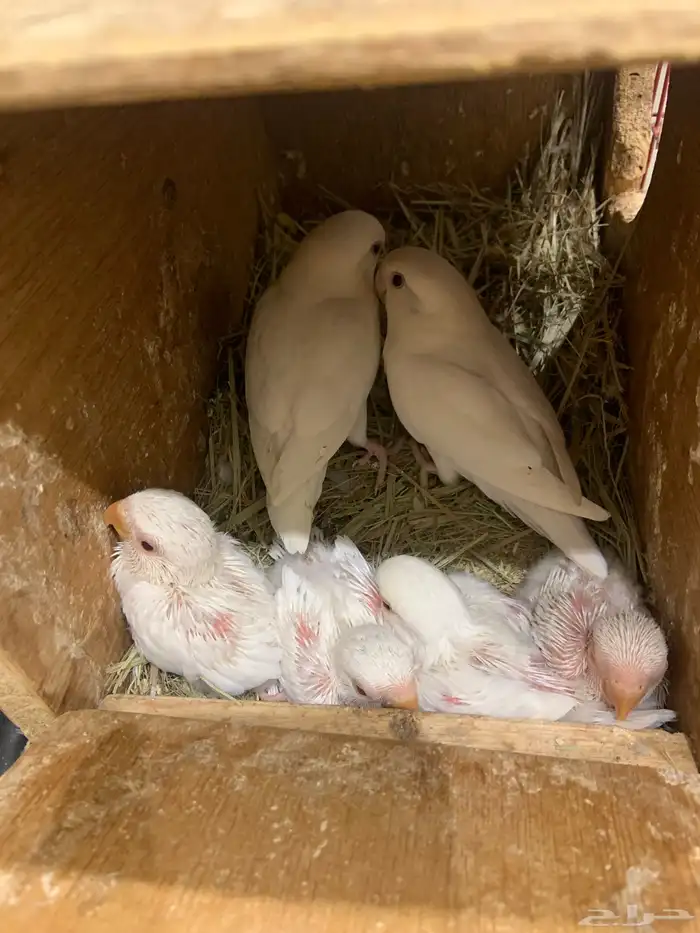 زوج روز البينو مع فروخه 2