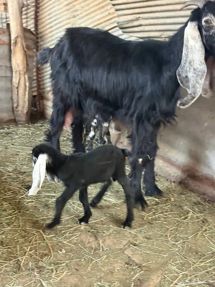 عنز عارضيه اصل معها تيسين 1