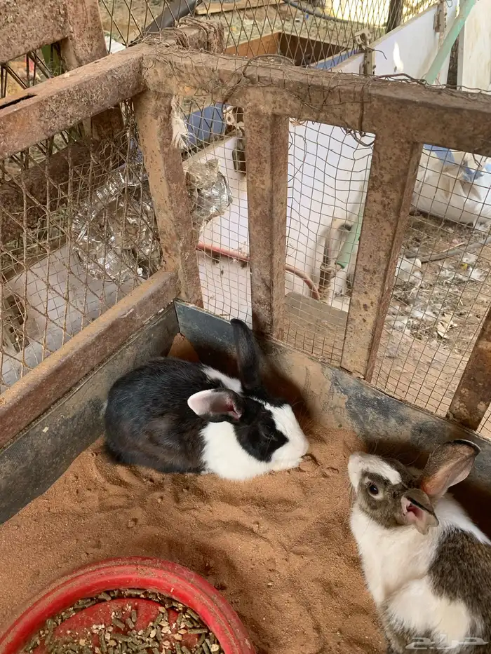 جووز ارانب 1