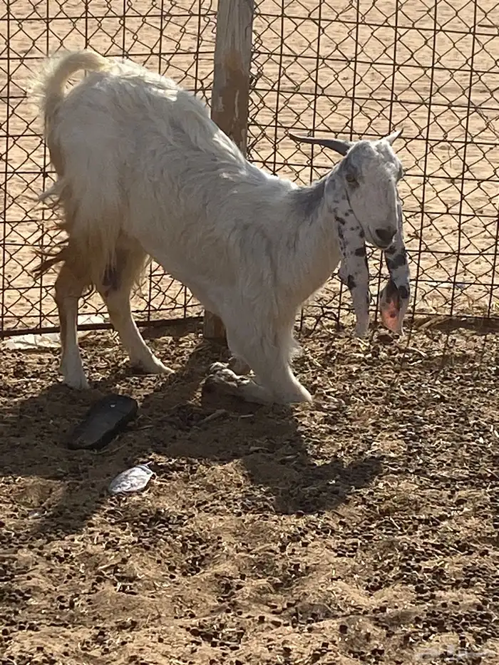 للبيع عنز 0
