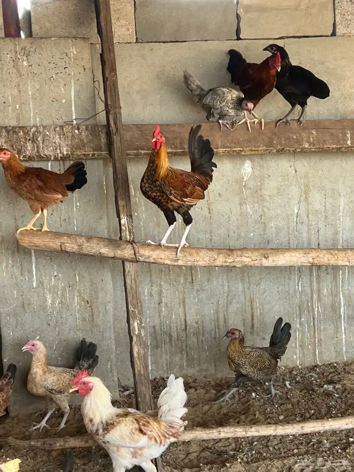دجاج بلدي بشاير عمر 6 شهور 7