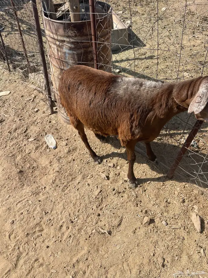 للبيع طلي ساكني 0