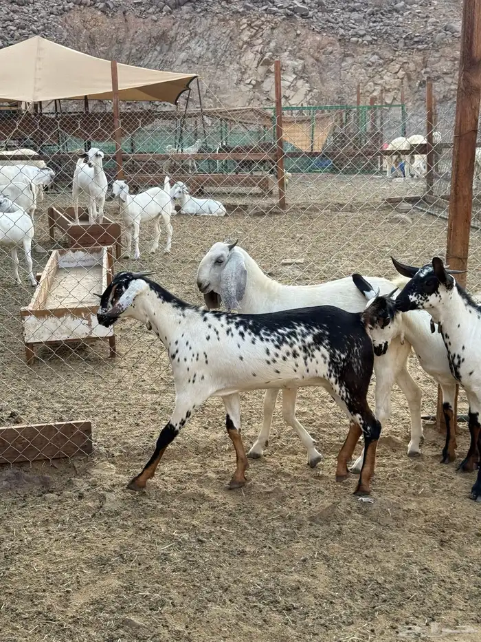 جفار بيشيات فواخر صنف الصنف 0