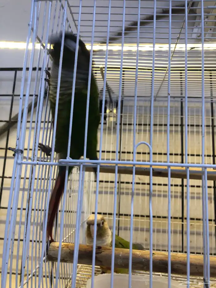 زوج كنيور شرط منتج 5