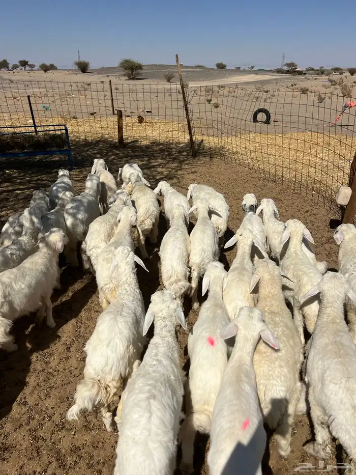 بهم تربيه من شهرين ونص إلى ثلاثة بهم نظيف العدد45 راس 8