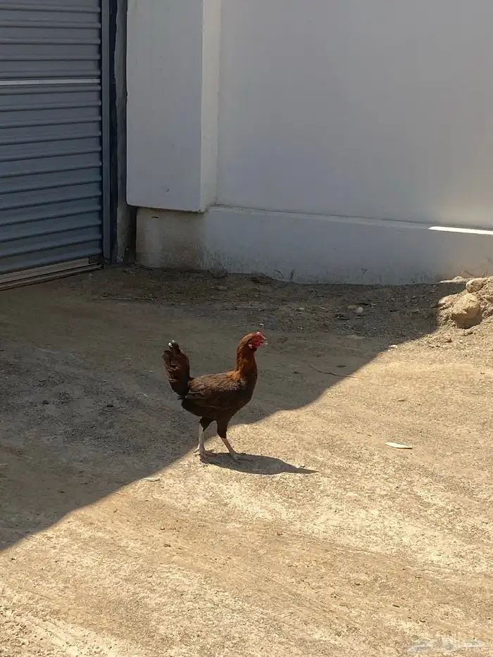 دجاج مهجن باكستاني للبيع 0