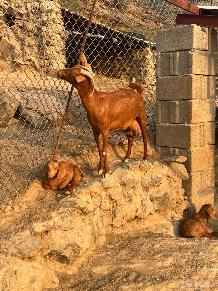 معزا مناتيج 2