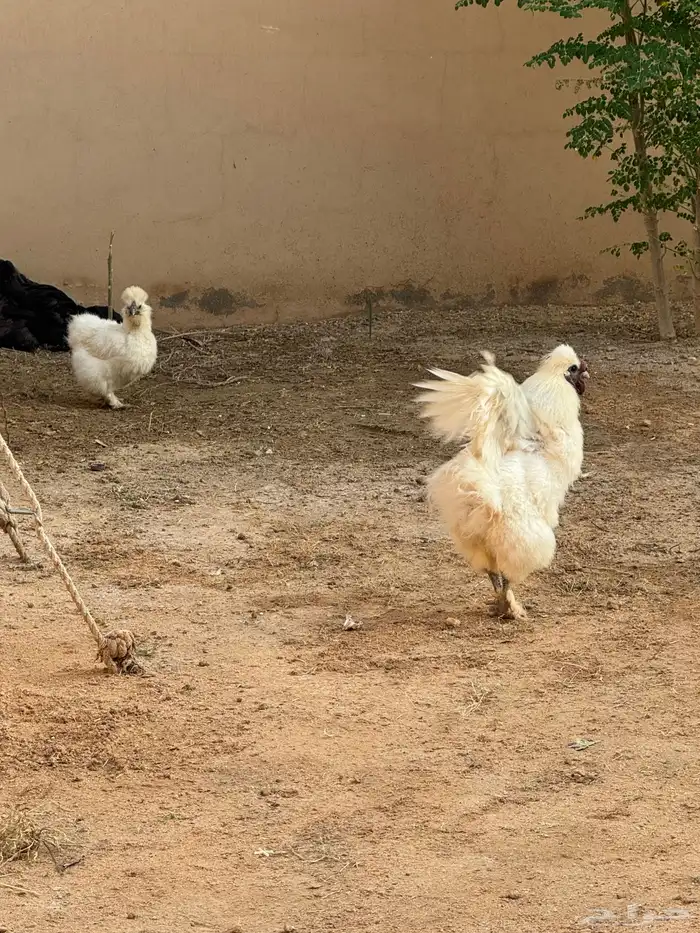 دجاج 2