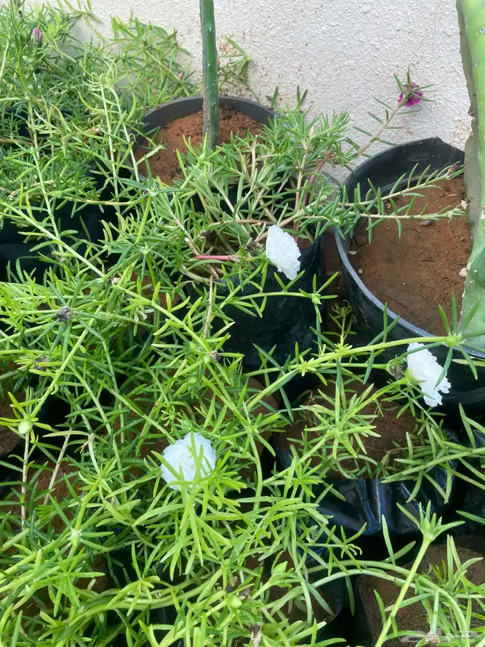 جميع الشتلات المعروضه ب 3 ريال بس العرض لنفاذ الكميه 17