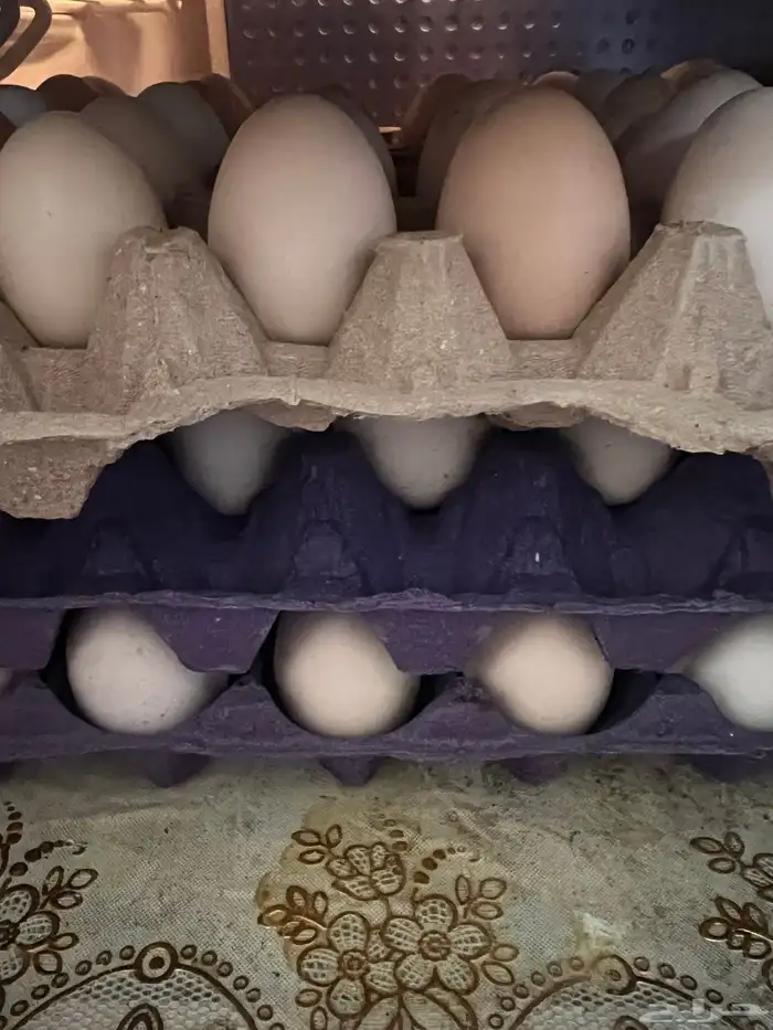 بيض بلدي يومي 0