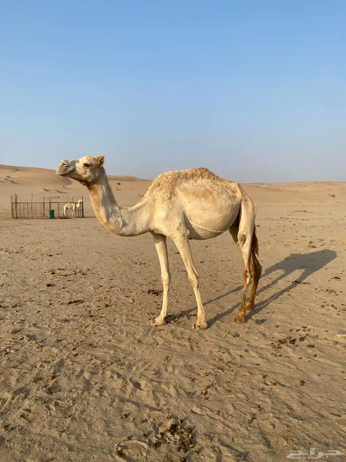 ناقه مهجنه للبيع 2