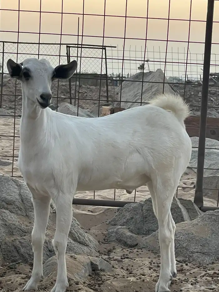 تيس ذبيحة 0