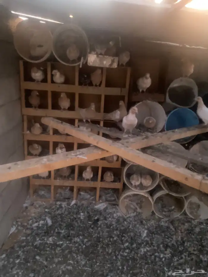 حمام ايراني 2