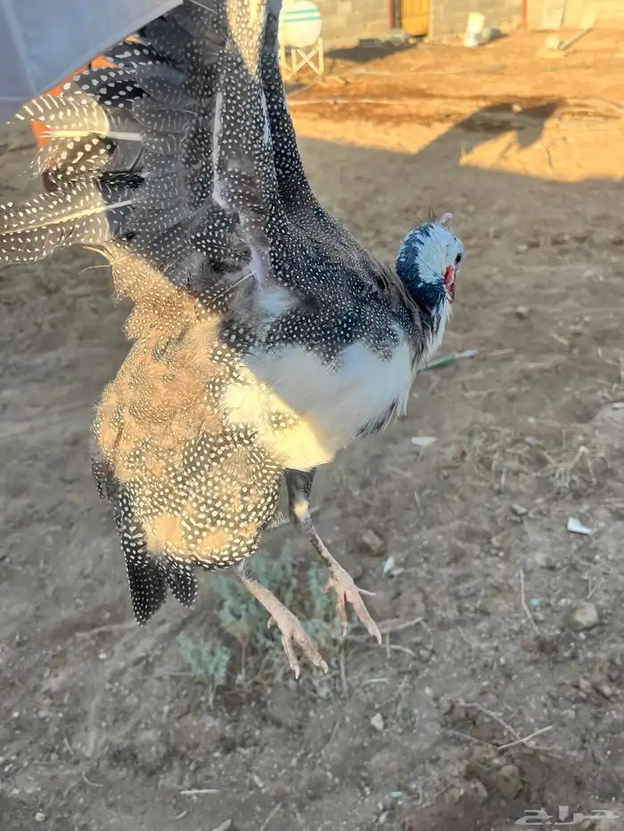 طقم دجاج حبشي 3