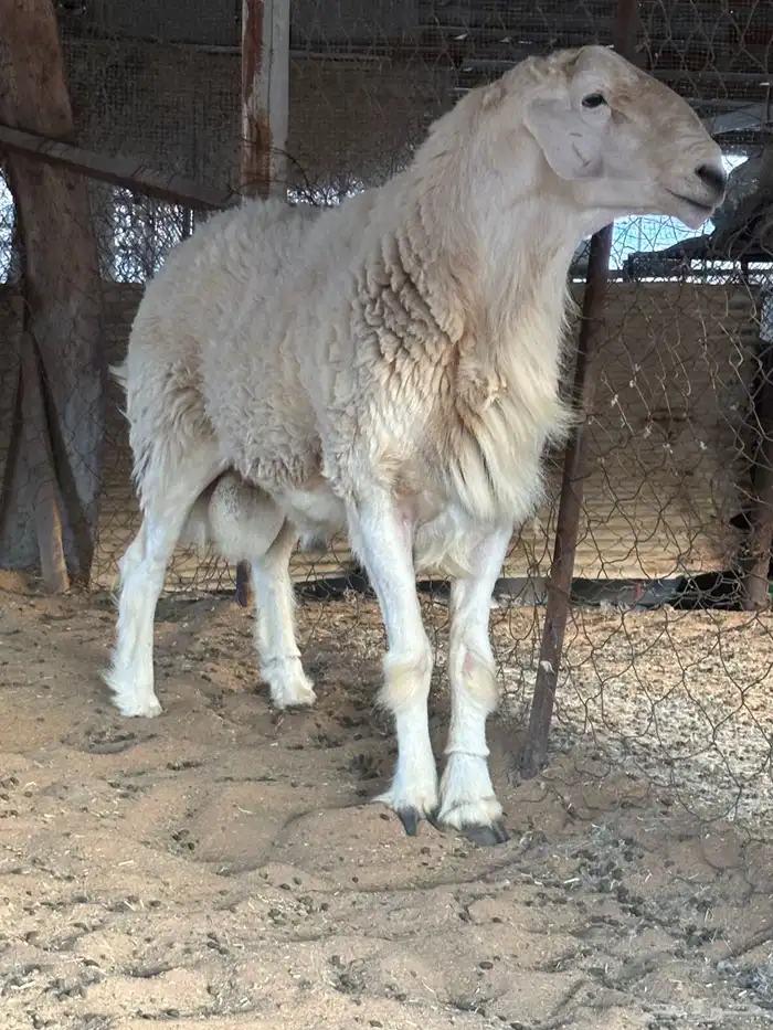 طلي فحل. صنف من اصول طيبه 3