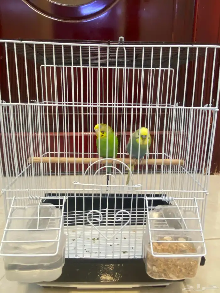 زوج بادجي استرالي صحه شرط السعر 95 العرض لفترة محدودة 5