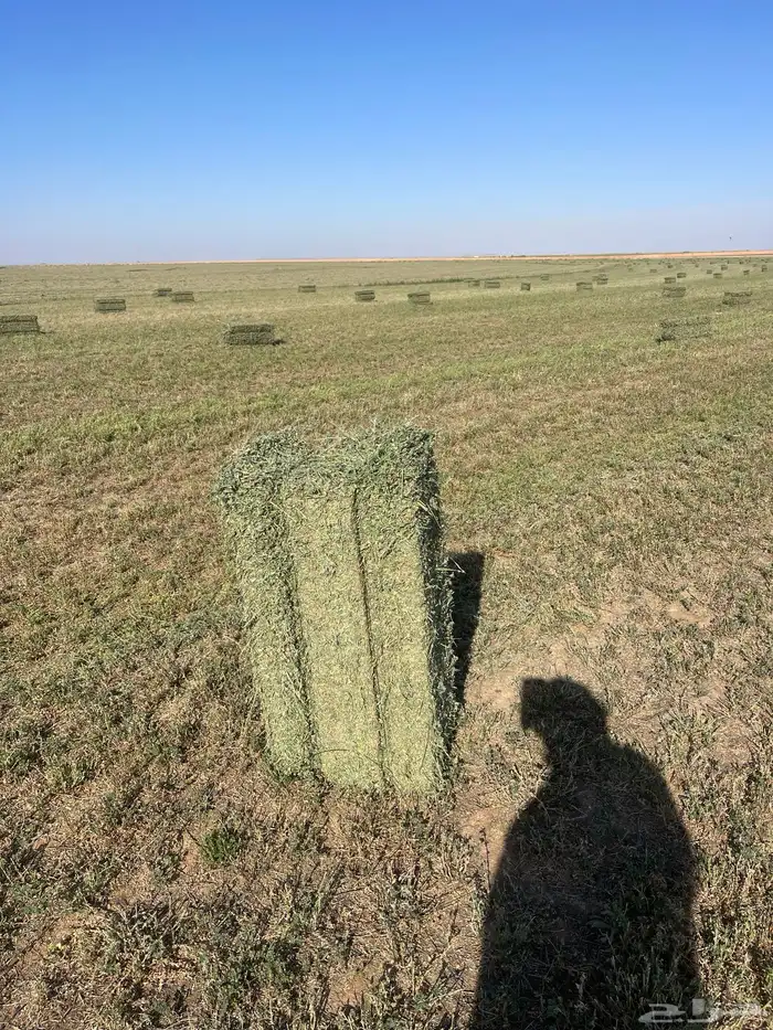 رشاش برسيم محوري للإيجار 3