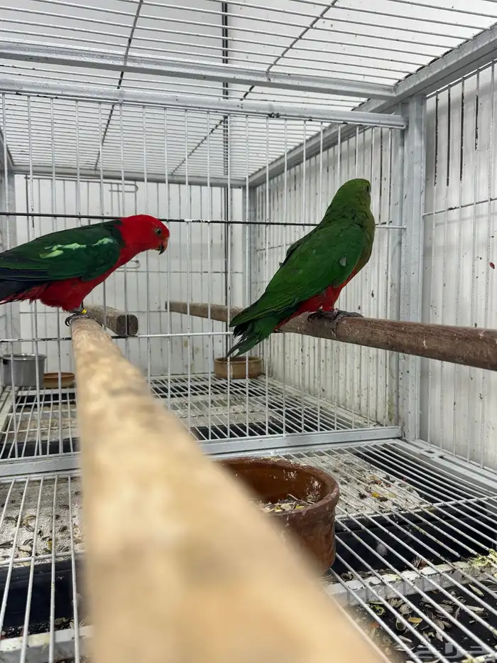 زوج كينق باروت بالغ وجاهز للانتاج 1