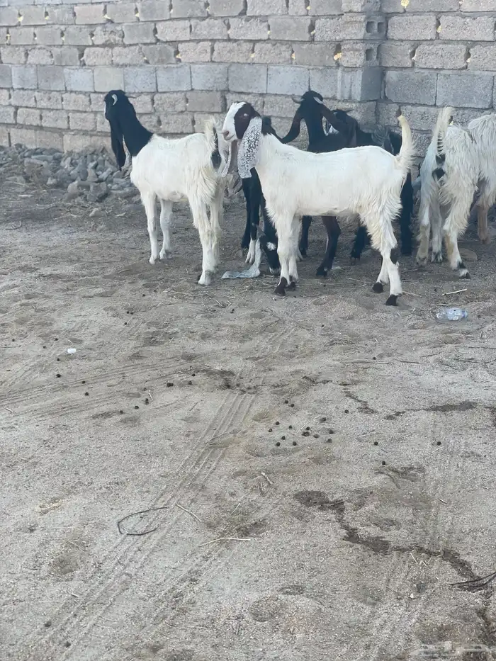 عنقان معزا 0