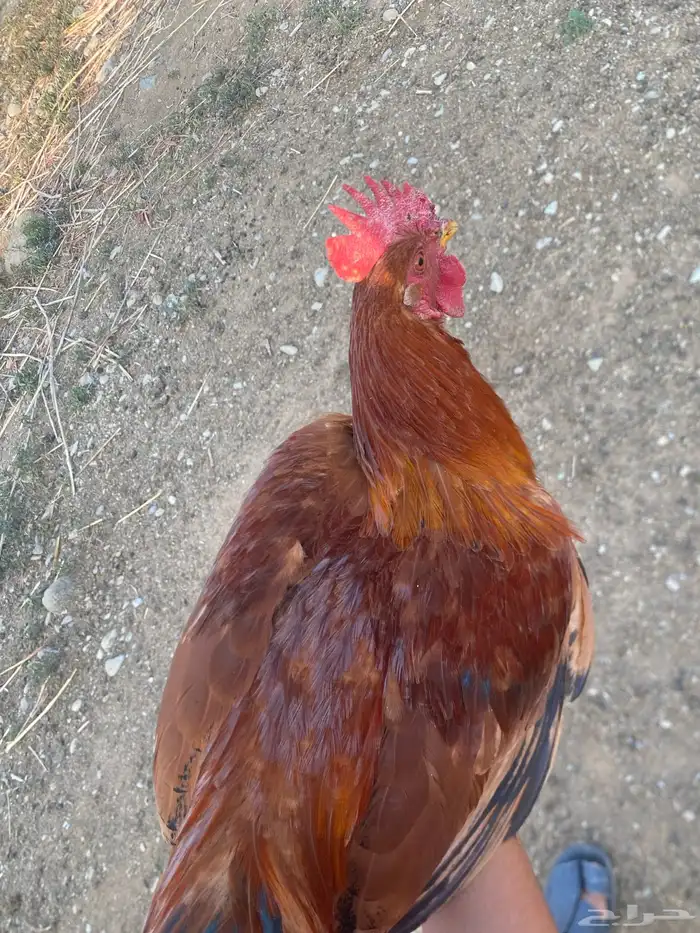 الموقع محايل عسير 1