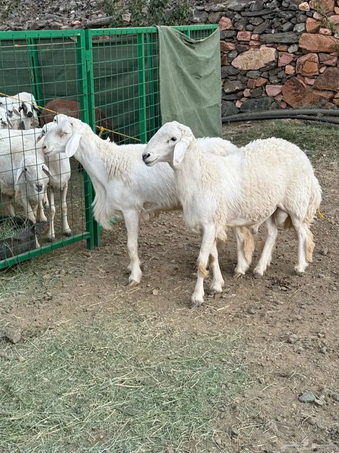 فحول صنف مشروطة ( السن ثني كلها ) 7