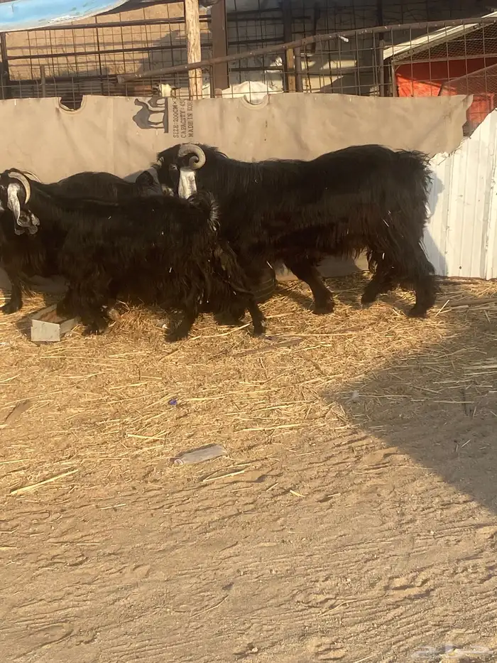 معزا عوارض 6