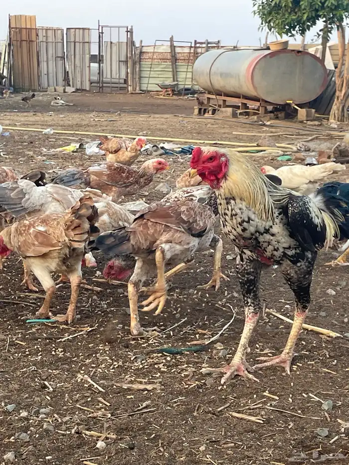 دجاج فارسي مع باكستاني 2