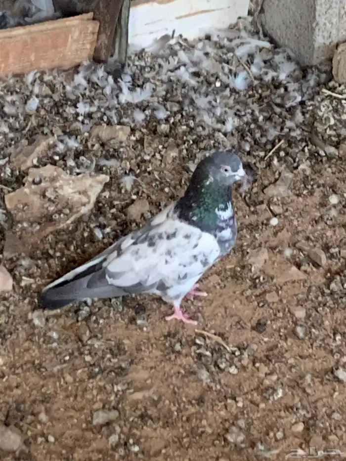 حمام باكستاني البيع مستعجل 5