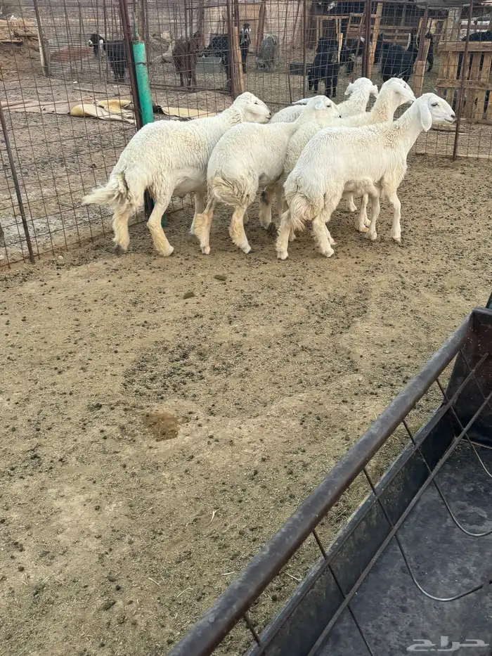رخال بفحلها للبيع 3