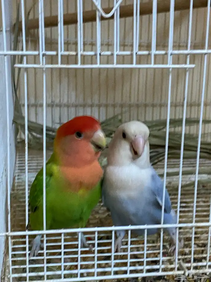 زواج روز منتج شرط 5