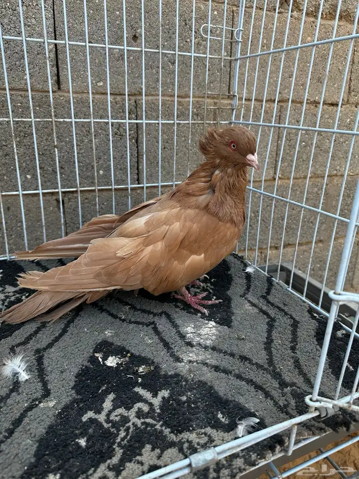 ذكر مصري اصفر مقبع 3