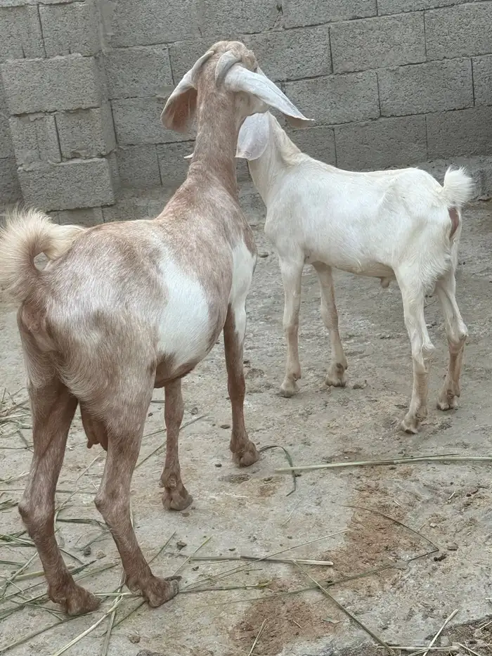 عنز تحتها تيس 1