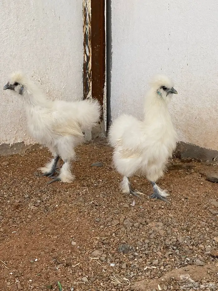 طقم دجاج قطني 2