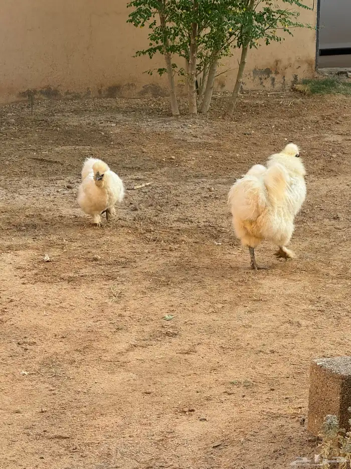 دجاج 4