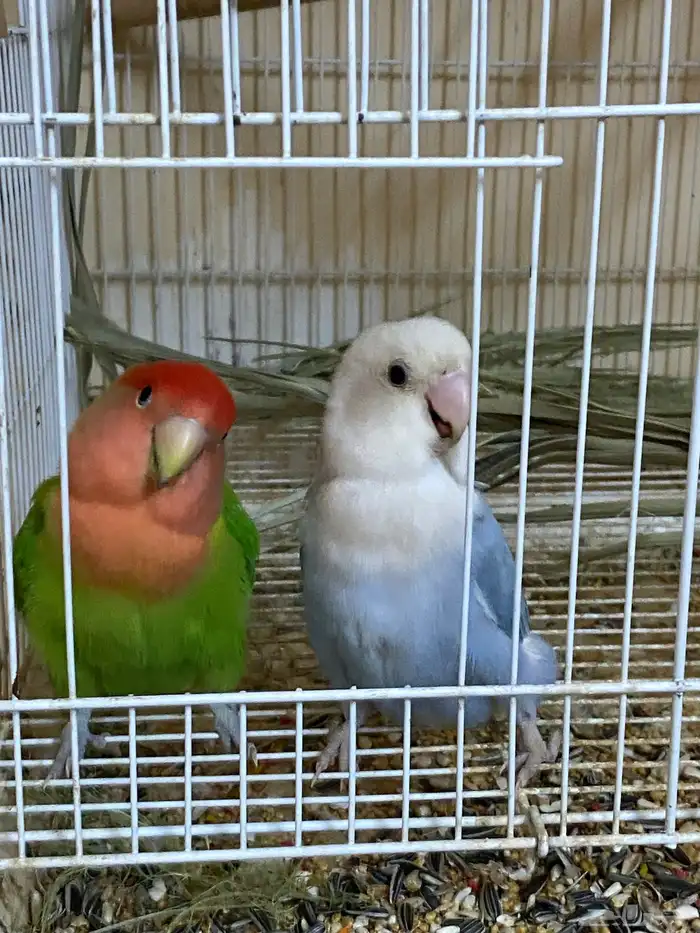 زواج روز منتج شرط 4